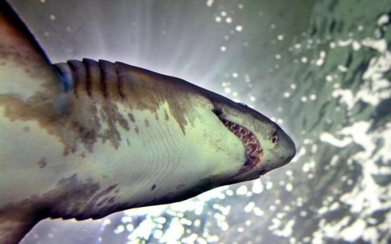 Un pêcheur tué par un requin sur l&rsquo;île de La Réunion