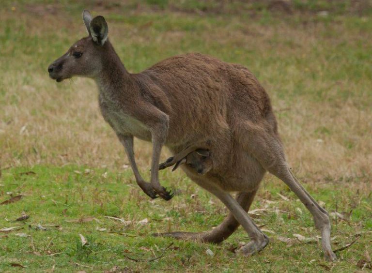 La police danoise à la recherche d&rsquo;un kangourou
