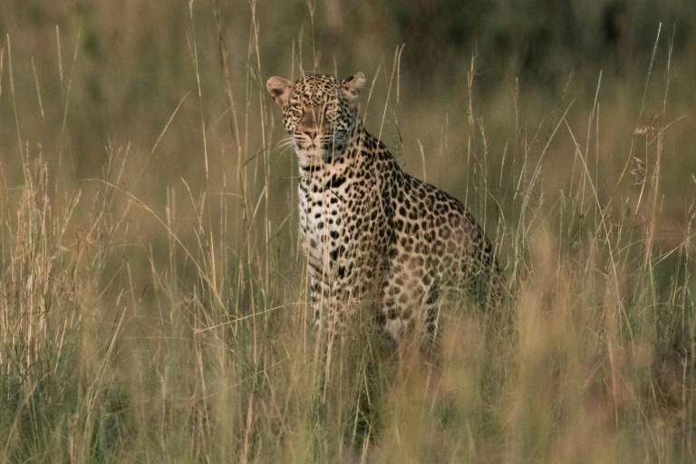 Tchad: un léopard blesse 10 personnes à N&rsquo;Djamena