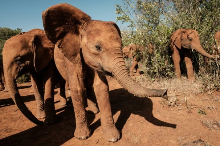 Au Kenya, les éléphanteaux choyés de l&rsquo;orphelinat Sheldrick