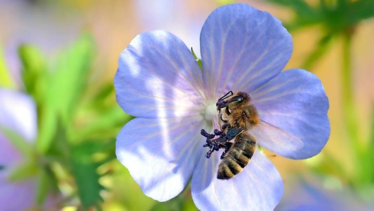 Cinq choses que fait l&rsquo;UE pour protéger l&rsquo;environnement