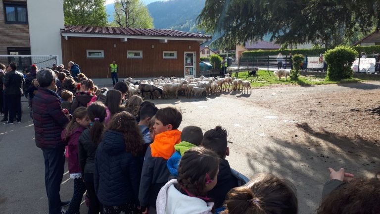 France: 15 moutons inscrits à l&rsquo;école pour éviter une fermeture de classe