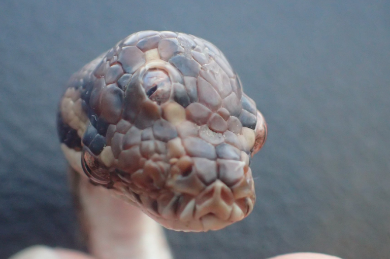 Un serpent à trois yeux découvert en Australie