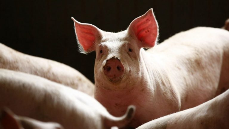 La peste porcine pourrait continuer à faire des ravages en Asie pendant des années