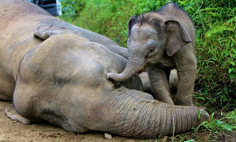 Malaisie: trois éléphant empoisonnés près de palmiers à huile