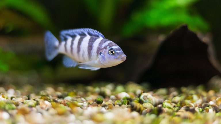 Les poissons aussi ont des chagrins d&rsquo;amour