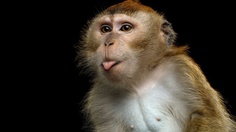 Entre Israël et Liban, l&rsquo;ONU à contribution pour escorter un singe fugueur
