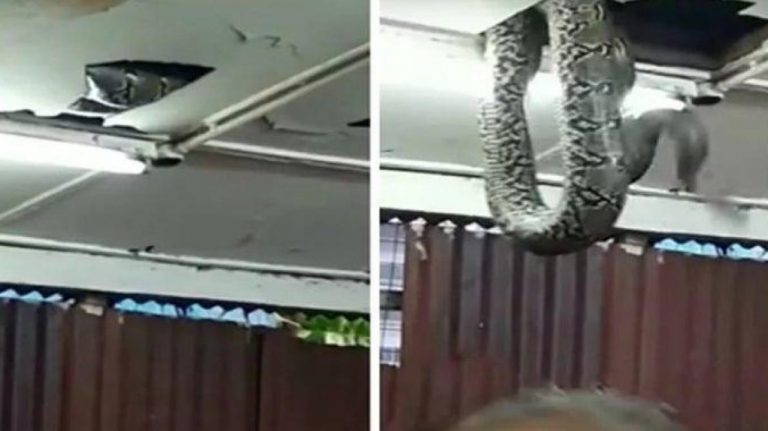 Un serpent met des parlementaires nigérians en fuite
