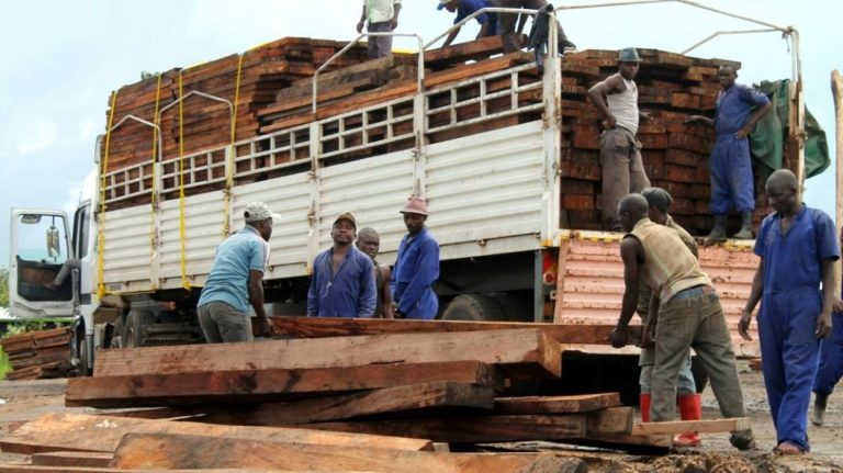 RDC: inquiétude autour du pillage d&rsquo;un bois menacé d&rsquo;extinction