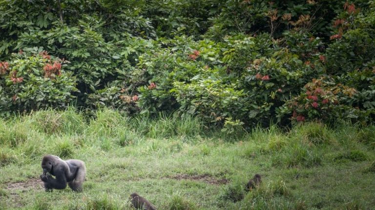 Climat: la Norvège a payé le Gabon pour ne pas déforester