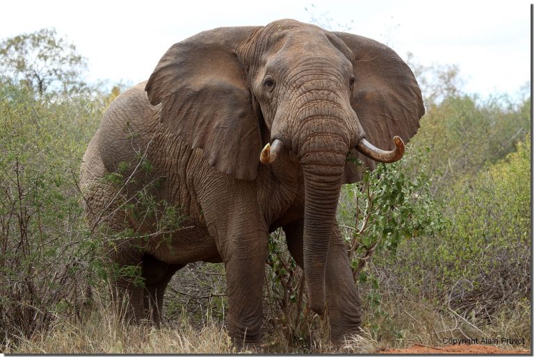 Tanzanie: un homme arrêté en possession de 338 morceaux de défenses d&rsquo;éléphants